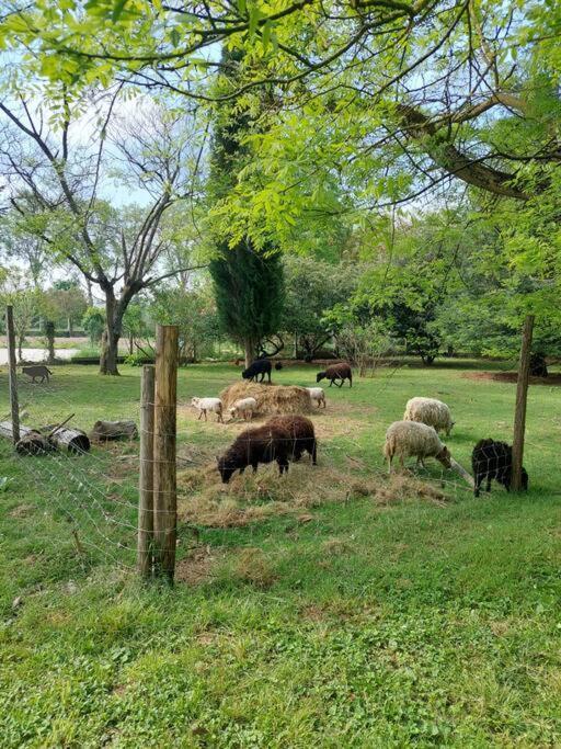 Maison De Famille Avec Parc Arbore Montauban Bagian luar foto